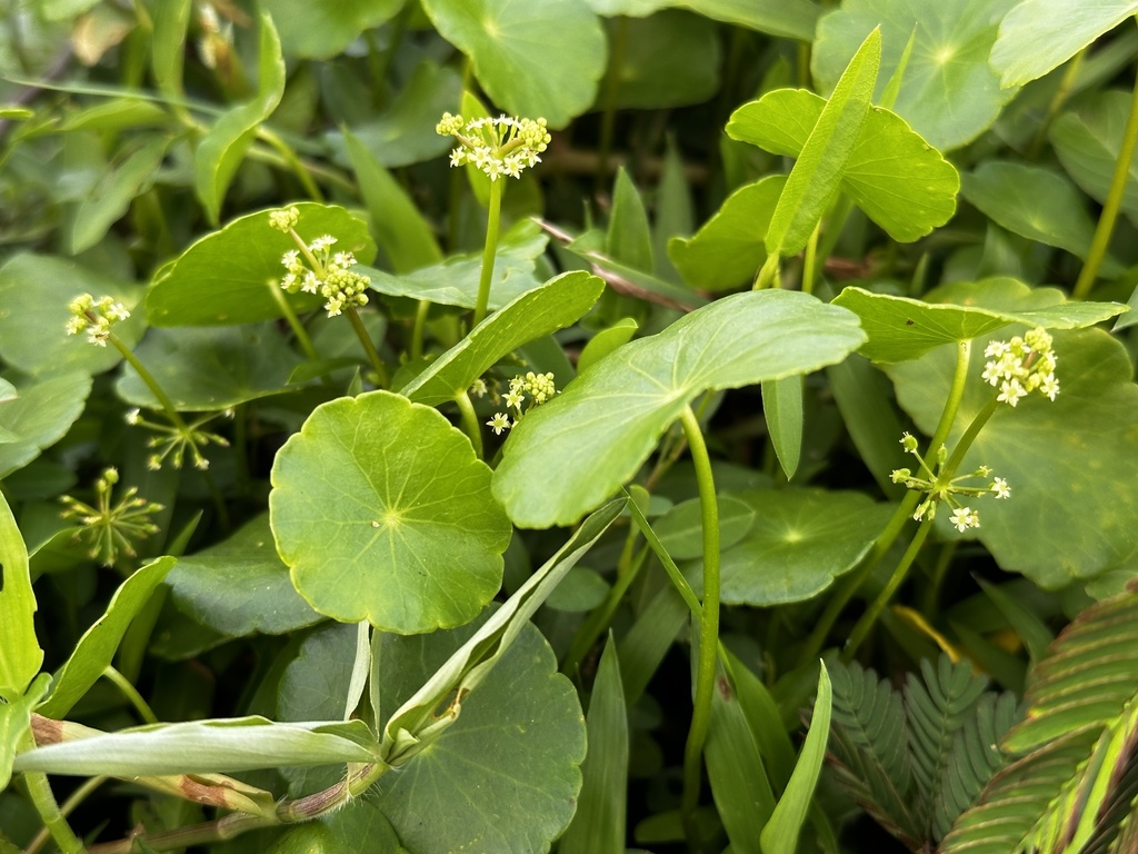 Hydrocotyle verticillata — bloom photograph