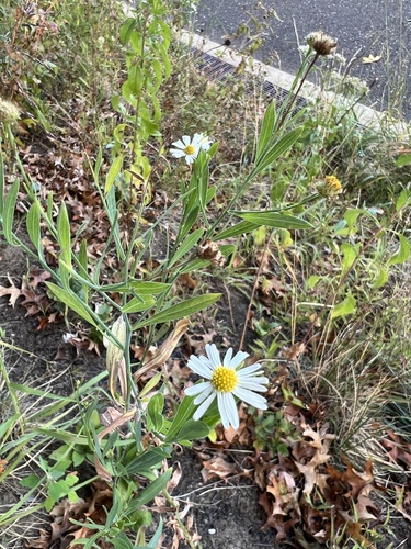 Boltonia asteroides — flower photograph