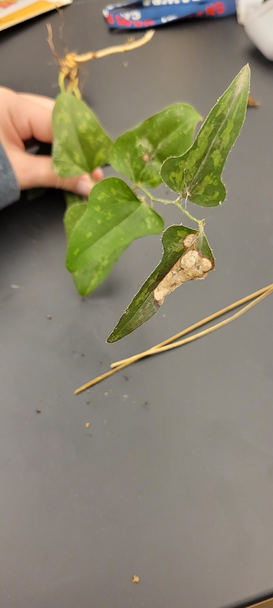 Smilax bona-nox — leaf photograph