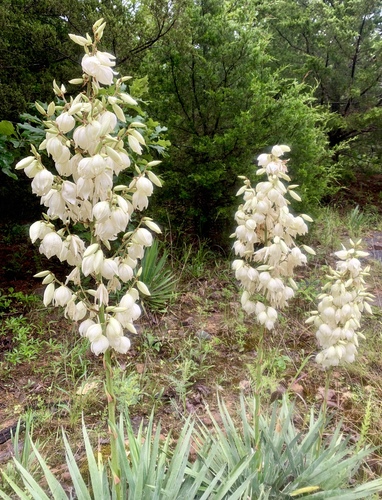 Yucca filamentosa — whole plant photograph