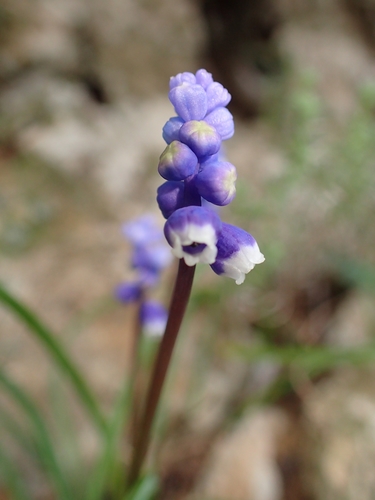 Muscari botryoides — flower photograph