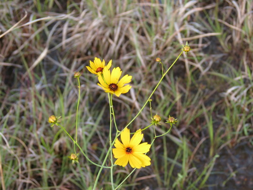 Coreopsis falcata — flower photograph