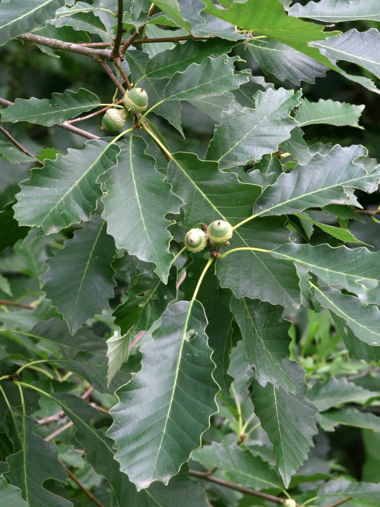 Quercus muehlenbergii — foliage photograph