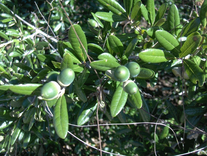 Quercus geminata — fruit photograph