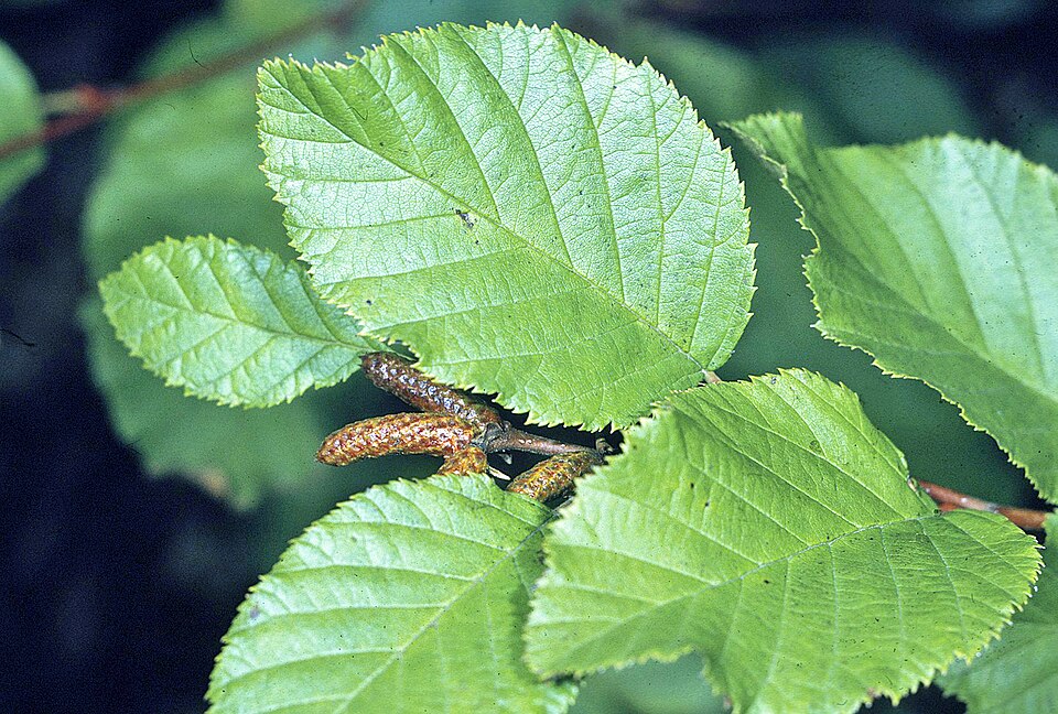 Alnus crispa — leaf photograph
