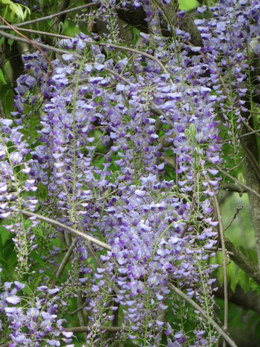 Wisteria floribunda — flower photograph