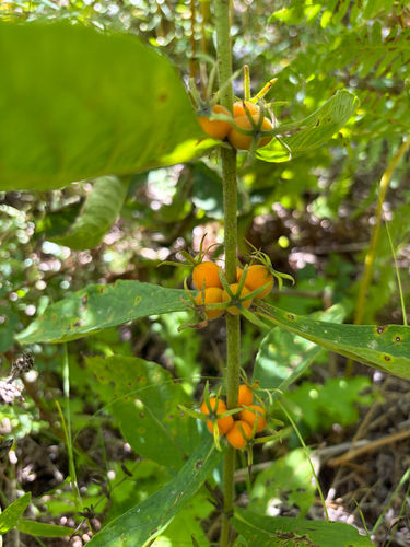 Triosteum perfoliatum — flower photograph