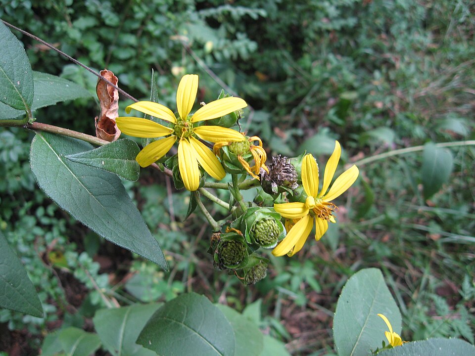 Silphium asteriscus var. asteriscus — flower photograph