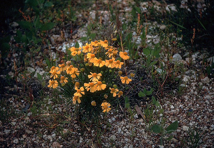 Helenium amarum — whole photograph
