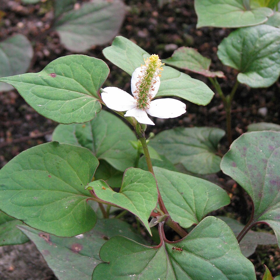 Houttuynia cordata — flower photograph