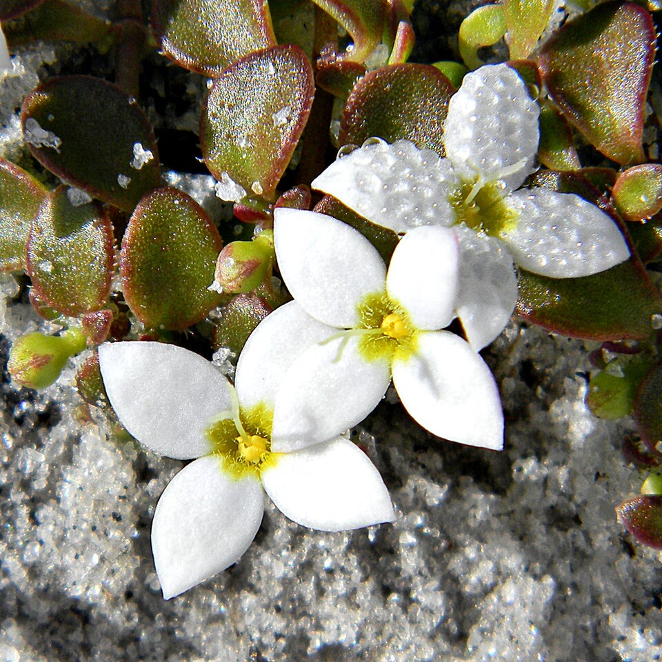 Houstonia procumbens — bloom photograph