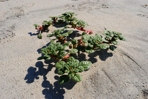 Amaranthus pumilus — whole plant photograph