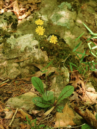 Hieracium venosum — flower photograph