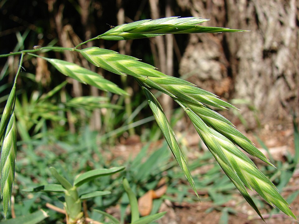 Bromus catharticus — fruit photograph