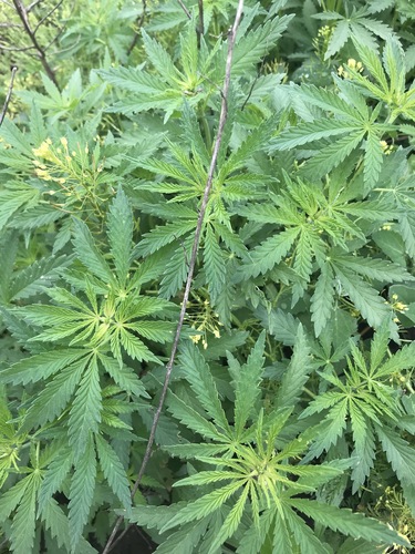 Cannabis sativa — foliage photograph