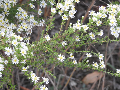Symphyotrichum ericoides — bloom photograph