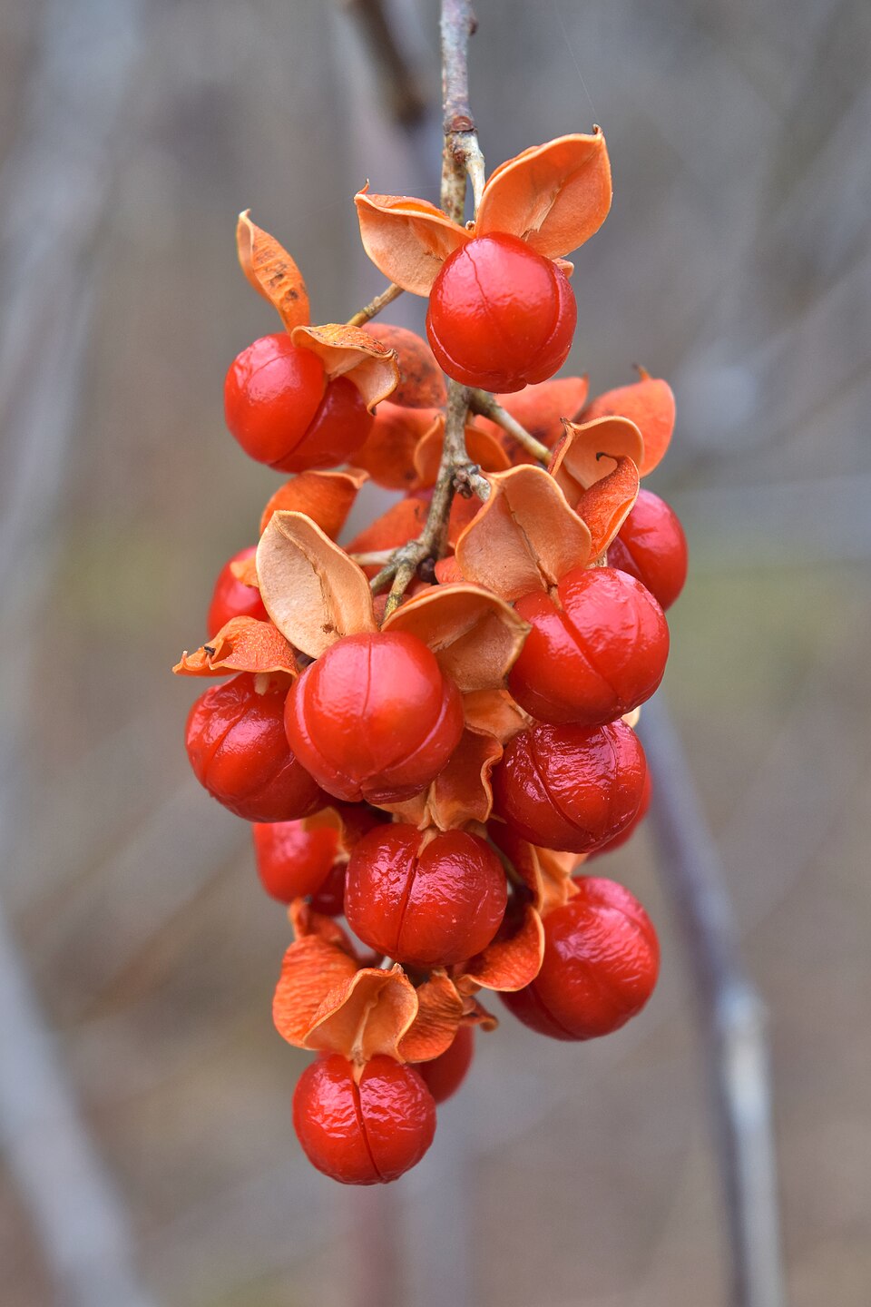 Celastrus scandens — fruit photograph