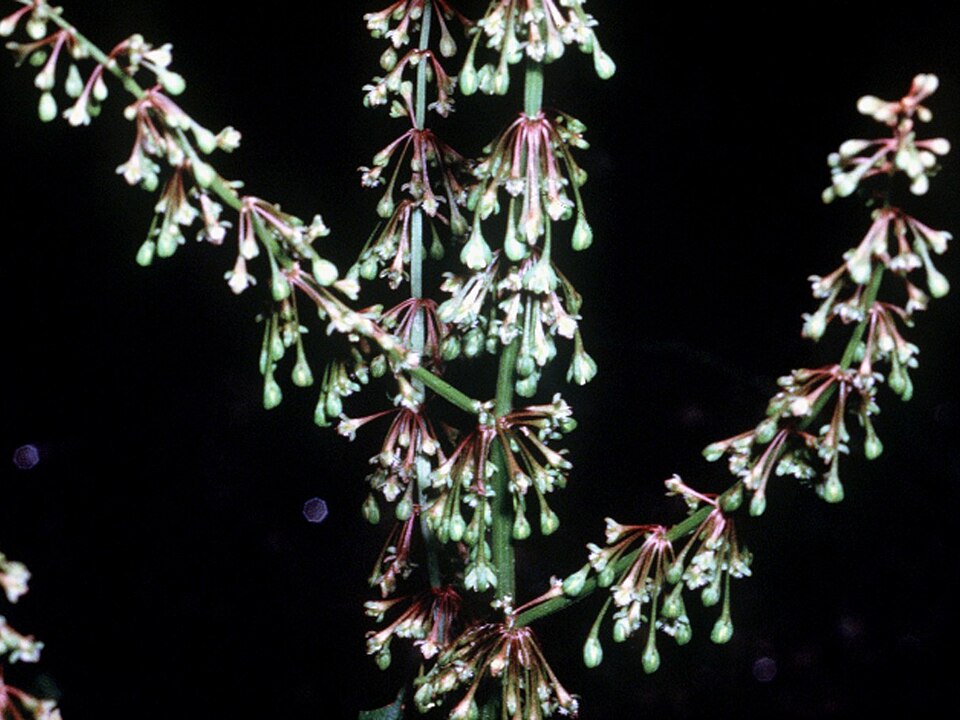 Rumex verticillatus — flower photograph
