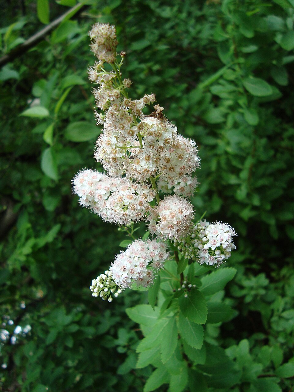 Spiraea latifolia — bloom photograph