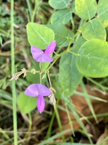 Desmodium canescens — flower photograph