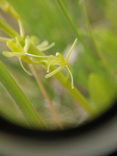 Liparis loeselii — bloom photograph