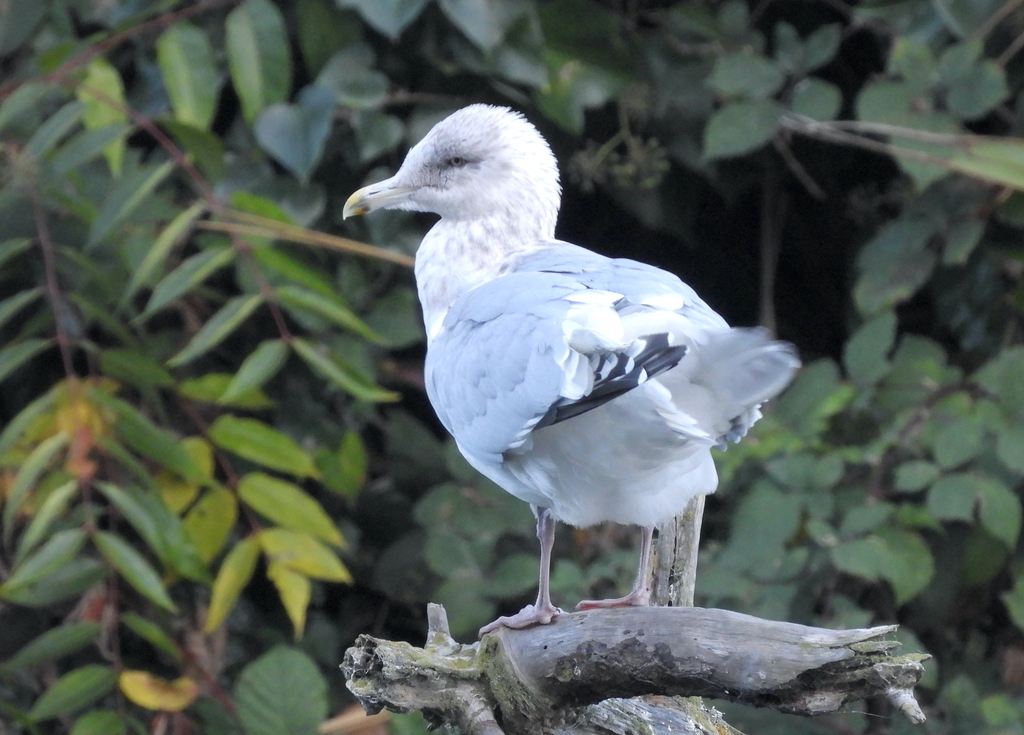 Adult Thayer's Gull, whole bird