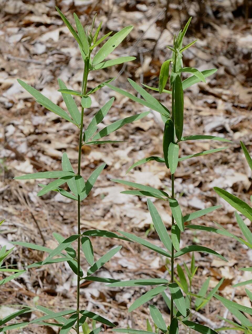 Desmodium sessilifolium — foliage photograph