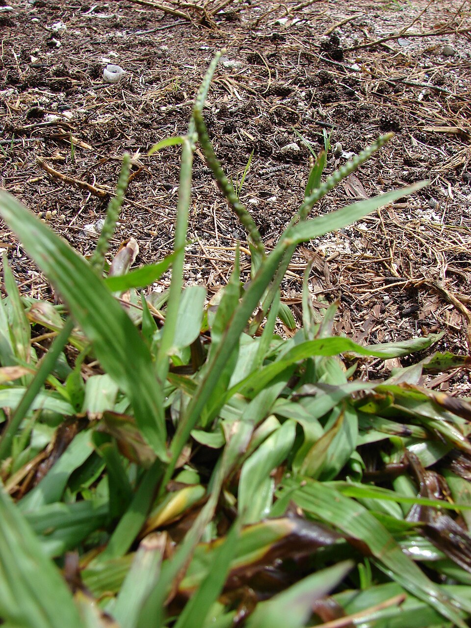 Paspalum setaceum — whole photograph