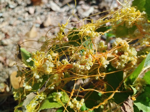 Cuscuta campestris — flower photograph