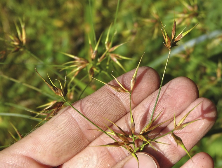 Rhynchospora corniculata — fruit photograph