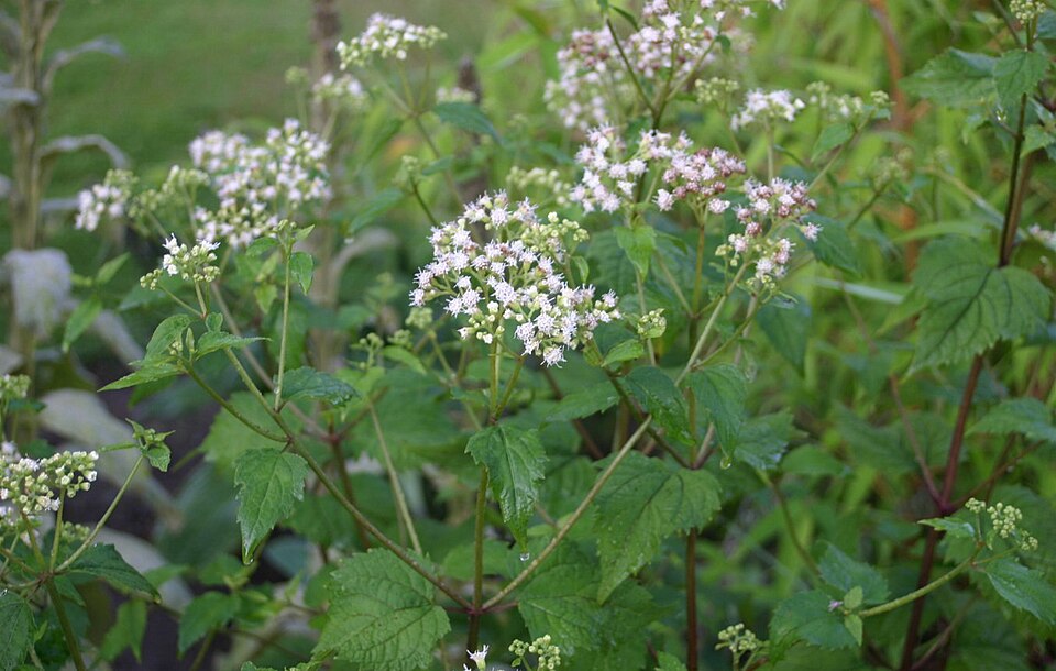 Ageratina altissima — bloom photograph