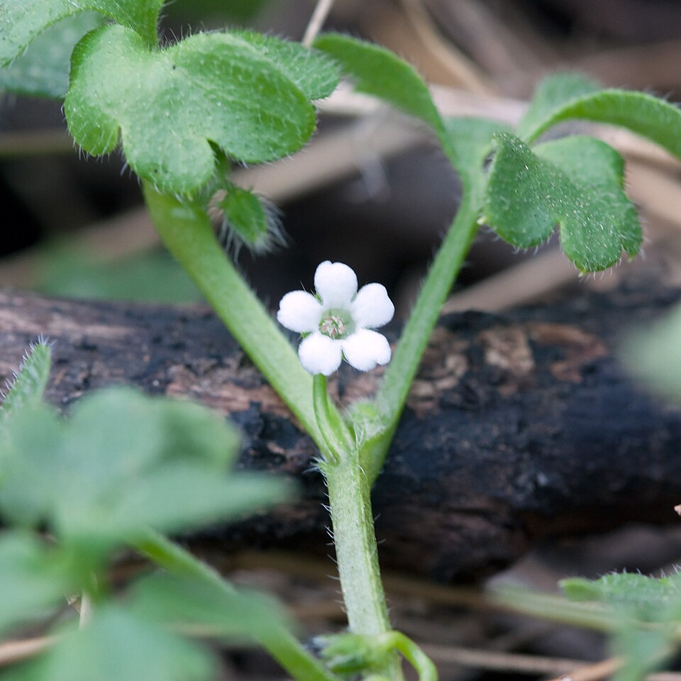 Nemophila aphylla — bloom photograph