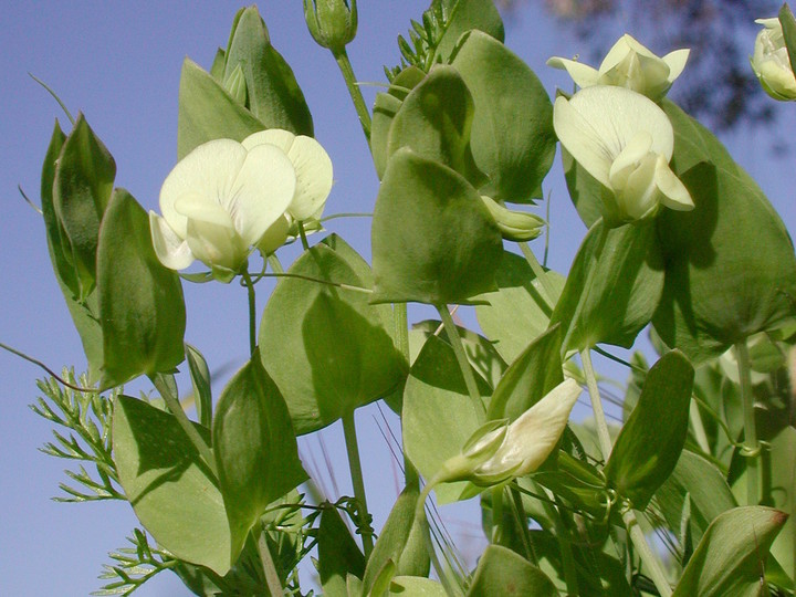 Lathyrus aphaca — flower photograph