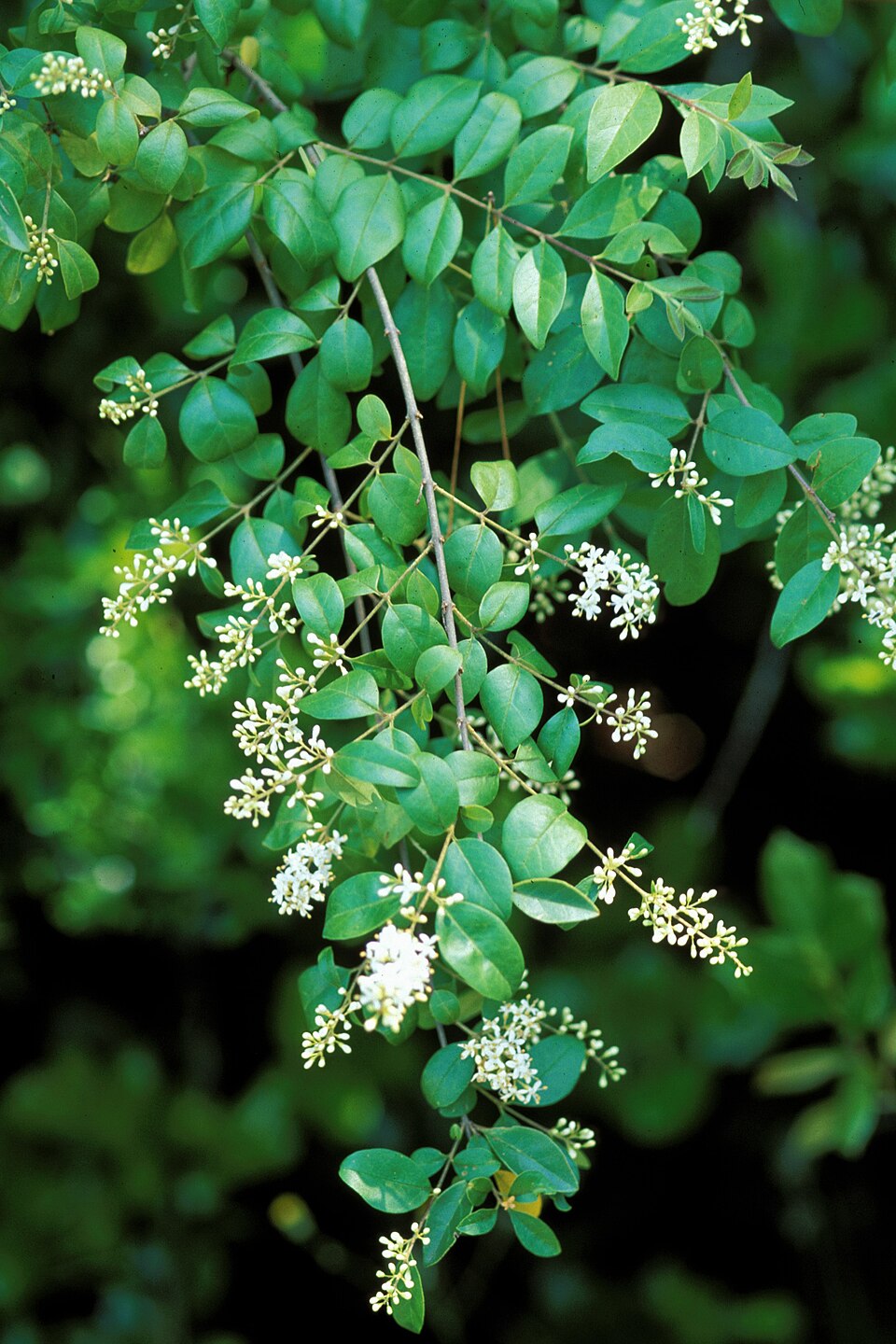 Ligustrum sinense — bloom photograph