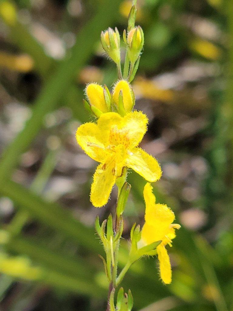 Seymeria pectinata — bloom photograph