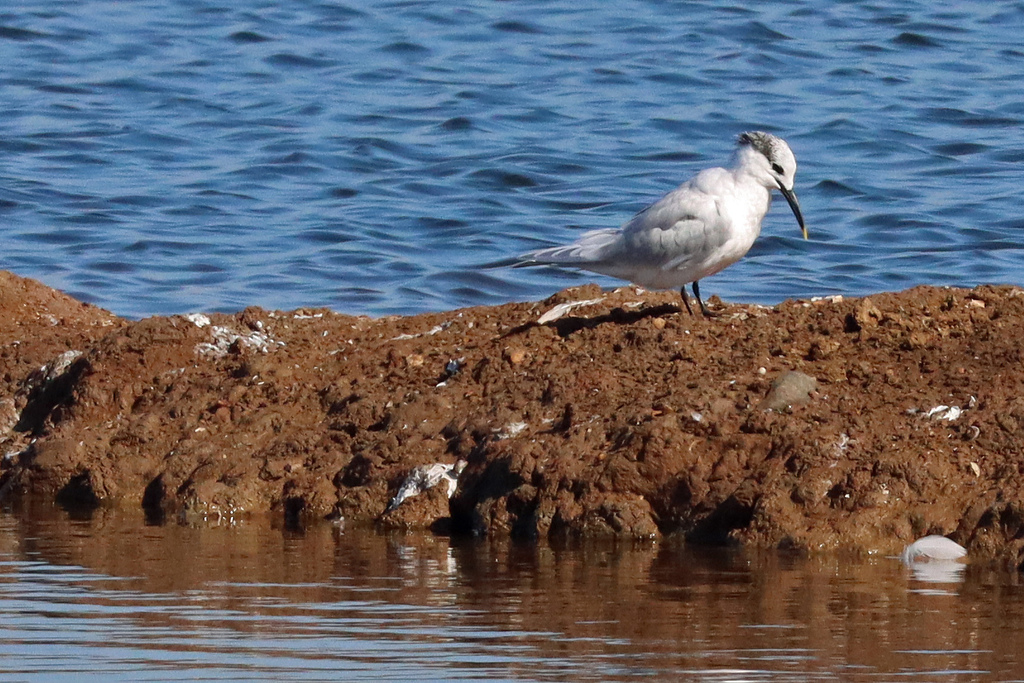 Adult Sandwich Tern, whole bird