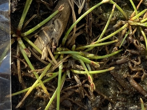 Eleocharis flavescens — leaf photograph