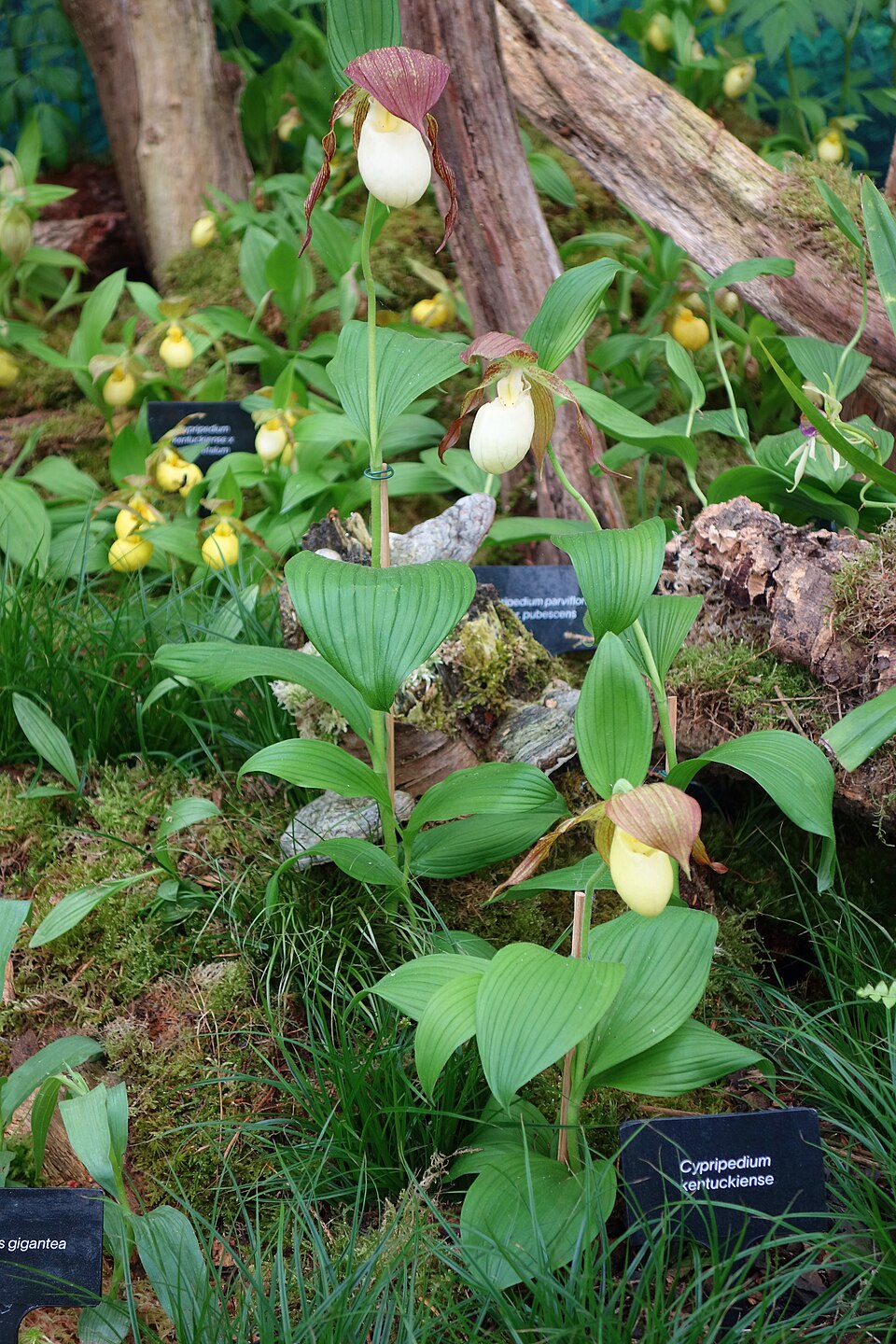 Cypripedium kentuckiense — bloom photograph