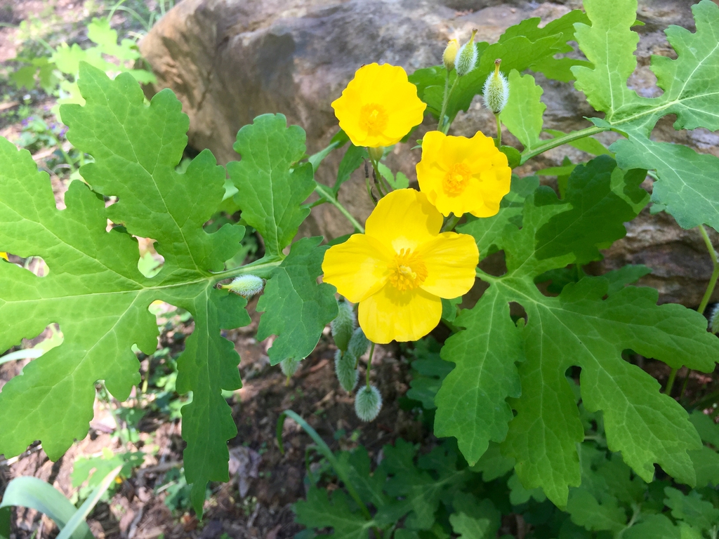 Stylophorum diphyllum — bloom photograph