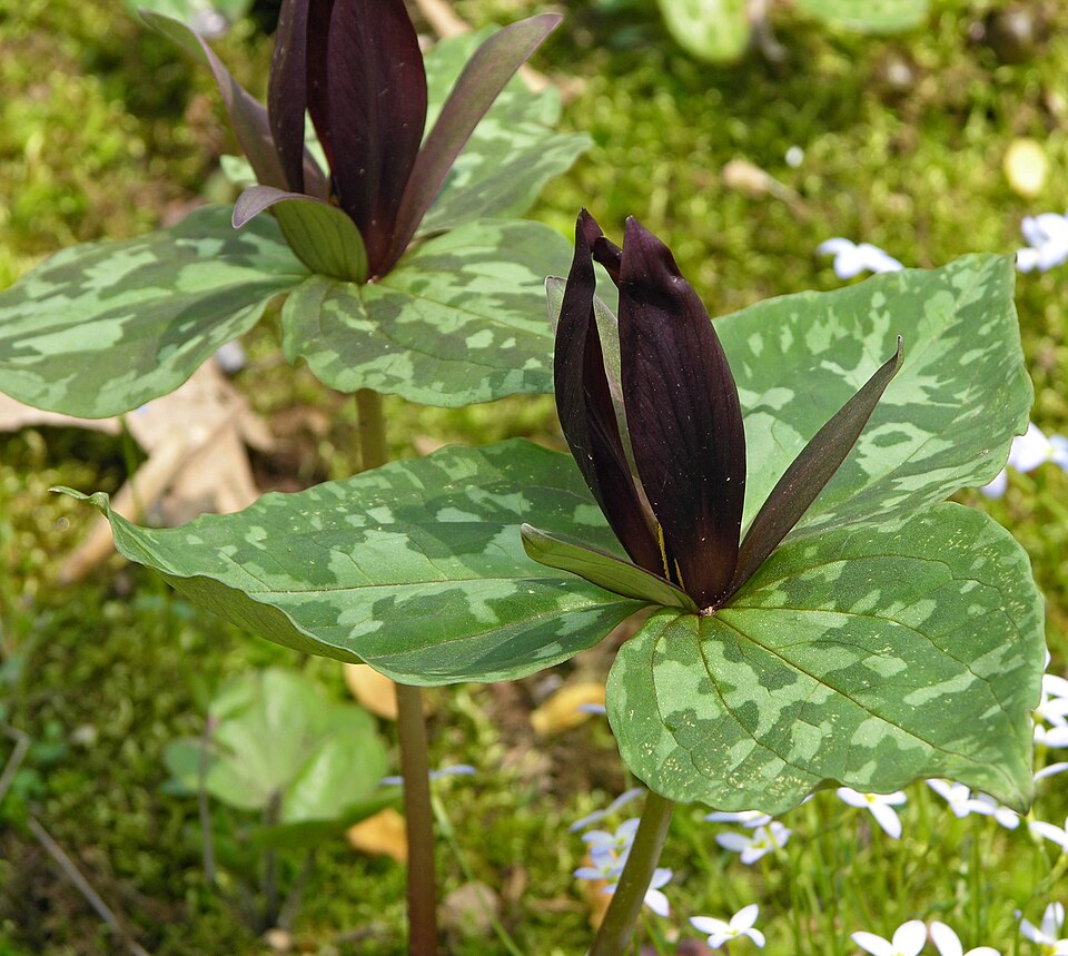Trillium cuneatum — bloom photograph