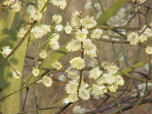 Salix caprea — flower photograph
