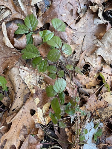Rubus hispidus — foliage photograph