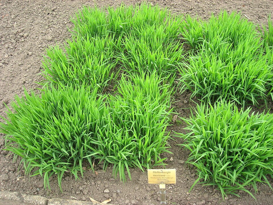 Muhlenbergia mexicana — foliage photograph