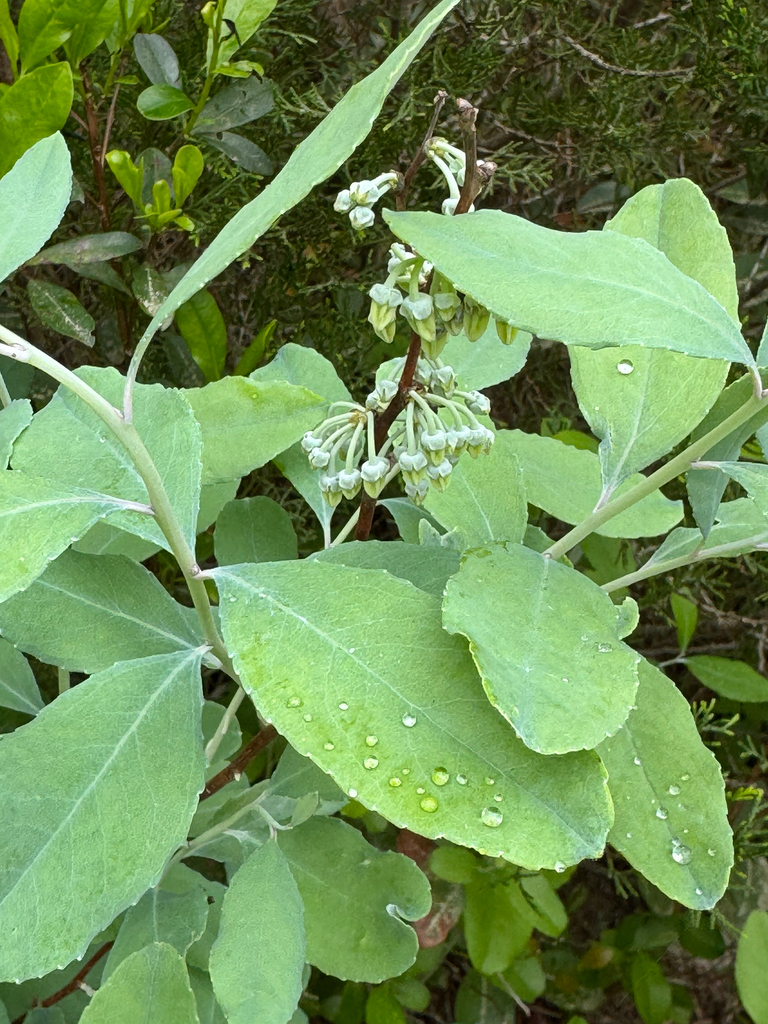 Zenobia pulverulenta — foliage photograph