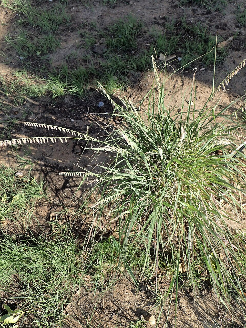 Bouteloua curtipendula — whole photograph