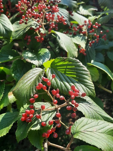 Viburnum dilatatum — fruit photograph