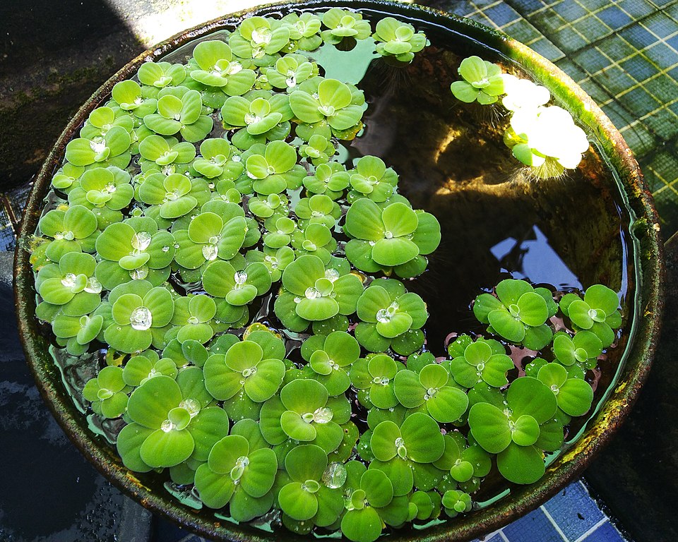 Pistia stratiotes — whole photograph