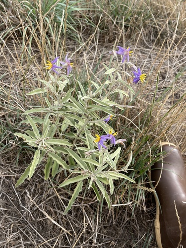 Solanum elaeagnifolium — whole plant photograph