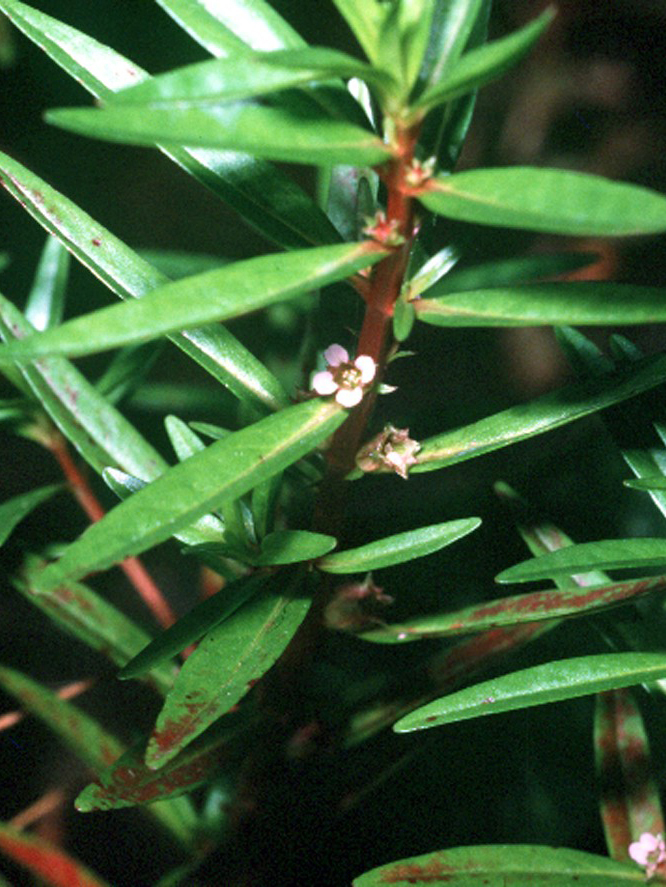 Rotala ramosior — flower photograph