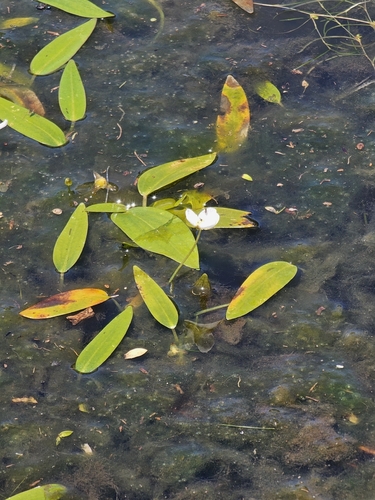 Sagittaria filiformis photograph